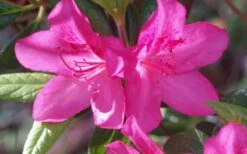 Judge Solomon Southern Indica Azalea - 3 Gallon Pot 8 Judge Solomon Southern Indica Azalea - 3 Gallon Pot -SHRUBS and BUSHES Shop Azalea Judge Solomon 50