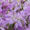 Koromo Shikibu Purple Spider Azalea - 3 Gallon Pot 1 Koromo Shikibu Purple Spider Azalea - 3 Gallon Pot -SHRUBS and BUSHES Shop Azalea Koromo Shikibu 1