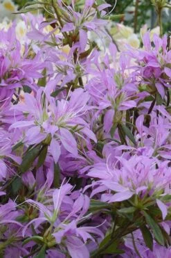 Koromo Shikibu Purple Spider Azalea - 3 Gallon Pot 9 Koromo Shikibu Purple Spider Azalea - 3 Gallon Pot -SHRUBS and BUSHES Shop Azalea Koromo Shikibu 2