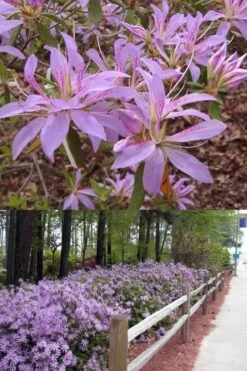 Koromo Shikibu Purple Spider Azalea - 3 Gallon Pot 8 Koromo Shikibu Purple Spider Azalea - 3 Gallon Pot -SHRUBS and BUSHES Shop Azalea Koromo Shikibu 9