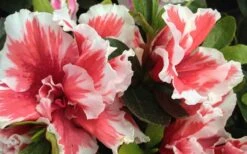 Mardi Gras Southern Indica Azalea - 3 Gallon Pot -SHRUBS and BUSHES Shop Azalea Mardi Gras 2