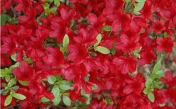 Midnight Flare Azalea - 2 Gallon Pot 15 Midnight Flare Azalea - 2 Gallon Pot -SHRUBS and BUSHES Shop Azalea Midnight Flare 1