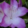 Nuccio's Voodoo Azalea - 6 Pack Of 1 Gallon Pots 1 Nuccio's Voodoo Azalea - 6 Pack Of 1 Gallon Pots -SHRUBS and BUSHES Shop Azalea Nuccios Voodoo 2