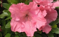 Gumpo Pink Dwarf Azalea - 2 Gallon Pot 9 Gumpo Pink Dwarf Azalea - 2 Gallon Pot -SHRUBS and BUSHES Shop Azalea Pink Gumpo 1