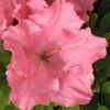 Gumpo Pink Dwarf Azalea - 2 Gallon Pot 1 Gumpo Pink Dwarf Azalea - 2 Gallon Pot -SHRUBS and BUSHES Shop Azalea Pink Gumpo 500x750 2