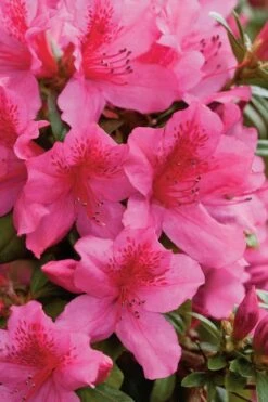 Pride Of Mobile Azalea - 1 Gallon Pot 10 Pride Of Mobile Azalea - 1 Gallon Pot -SHRUBS and BUSHES Shop Azalea Pride Of Mobile 500x750 2