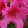 Pride Of Mobile Azalea - 1 Gallon Pot 1 Pride Of Mobile Azalea - 1 Gallon Pot -SHRUBS and BUSHES Shop Azalea Pride of Mobile 13 1