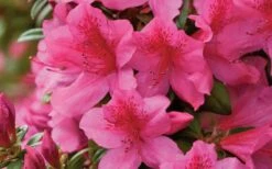 Pride Of Mobile Azalea - 1 Gallon Pot 11 Pride Of Mobile Azalea - 1 Gallon Pot -SHRUBS and BUSHES Shop Azalea Pride of Mobile 15 1