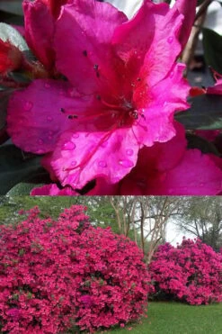 Red Formosa Azalea - 3 Gallon Pot -SHRUBS and BUSHES Shop Azalea Red Formosa 1 500x750 1