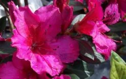 Red Formosa Azalea - 3 Gallon Pot -SHRUBS and BUSHES Shop Azalea Red Formosa