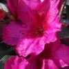 Red Formosa Azalea - 3 Gallon Pot -SHRUBS and BUSHES Shop Azalea Red Formosa 5