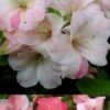 Sir Robert Dwarf Azalea - 3 Gallon Pot -SHRUBS and BUSHES Shop Azalea Sir Robert 3 500x750 1