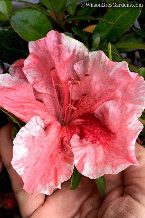 Tama No Hada Azalea - 1 Gallon Pot 3 Tama No Hada Azalea - 1 Gallon Pot