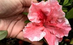 Tama No Hada Azalea - 1 Gallon Pot 12 Tama No Hada Azalea - 1 Gallon Pot -SHRUBS and BUSHES Shop Azalea Tama No Hada Closeup