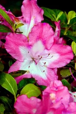 Vibrant Azalea (Harris Hybrid) - 1 Gallon Pot -SHRUBS and BUSHES Shop Azalea Vibrant 1