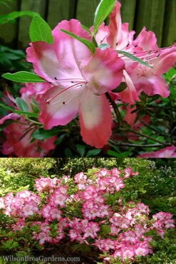 Vibrant Azalea (Harris Hybrid) - 1 Gallon Pot -SHRUBS and BUSHES Shop Azalea Vibrant 2