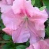 Watchet Dwarf Pink Azalea - 1 Gallon Pot 2 Watchet Dwarf Pink Azalea - 1 Gallon Pot -SHRUBS and BUSHES Shop Azalea Watchet 2