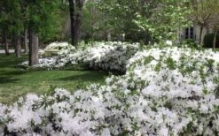 Mrs. G.G. Gerbing White Southern Indica Azalea - 1 Gallon Pot -SHRUBS and BUSHES Shop Azlea GG Gerbing 2 2