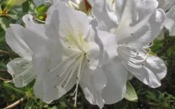 Mrs. G.G. Gerbing White Southern Indica Azalea - 3 Gallon Pot 13 Mrs. G.G. Gerbing White Southern Indica Azalea - 3 Gallon Pot -SHRUBS and BUSHES Shop Azlea GG Gerbing Flower