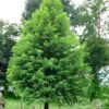 Bald Cypress Tree (Taxodium Distichum) - 1 Gallon Pot 1 Bald Cypress Tree (Taxodium Distichum) - 1 Gallon Pot -SHRUBS and BUSHES Shop Bald Cypress 1