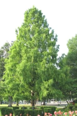 Bald Cypress Tree (Taxodium Distichum) - 1 Gallon Pot 17 Bald Cypress Tree (Taxodium Distichum) - 1 Gallon Pot -SHRUBS and BUSHES Shop Bald Cypress 3