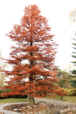 Bald Cypress - Taxodium Distichum - 3 Gallon Pot -SHRUBS and BUSHES Shop Bald Cypress 4 1