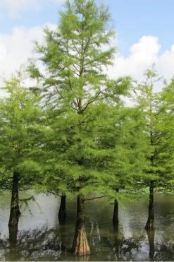 Bald Cypress - Taxodium Distichum - 3 Gallon Pot -SHRUBS and BUSHES Shop Bald Cypress 5 1