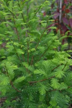 Bald Cypress Tree (Taxodium Distichum) - 1 Gallon Pot 14 Bald Cypress Tree (Taxodium Distichum) - 1 Gallon Pot -SHRUBS and BUSHES Shop Bald Cypress 8