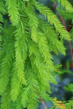 Bald Cypress Tree (Taxodium Distichum) - 1 Gallon Pot 18 Bald Cypress Tree (Taxodium Distichum) - 1 Gallon Pot -SHRUBS and BUSHES Shop Bald Cypress 9