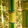 Koi Golden Bamboo (Phyllostachys Aurea 'Koi') - 3 Gallon Pot (2-4') -SHRUBS and BUSHES Shop Bamboo Koi Golden 20