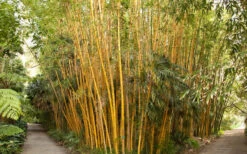 Robert Young Golden Bamboo (Phyllostachys Viridis 'Robert Young') - 3 Gallon Pot (4-6'+) -SHRUBS and BUSHES Shop Bamboo Robert Young 1
