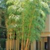 Robert Young Golden Bamboo (Phyllostachys Viridis 'Robert Young') - 3 Gallon Pot (4-6'+) -SHRUBS and BUSHES Shop Bamboo Robert Young 500x750 1