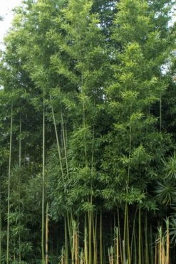 Temple Bamboo (Semiarundinaria Fastuosa) - 3 Gallon Pot (2-4') 15 Temple Bamboo (Semiarundinaria Fastuosa) - 3 Gallon Pot (2-4') -SHRUBS and BUSHES Shop Bamboo Temple 20