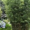 Temple Bamboo (Semiarundinaria Fastuosa) - 3 Gallon Pot (2-4') 2 Temple Bamboo (Semiarundinaria Fastuosa) - 3 Gallon Pot (2-4') -SHRUBS and BUSHES Shop Bamboo Temple 5