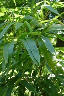 Temple Bamboo (Semiarundinaria Fastuosa) - 3 Gallon Pot (2-4') 13 Temple Bamboo (Semiarundinaria Fastuosa) - 3 Gallon Pot (2-4') -SHRUBS and BUSHES Shop Bamboo Temple 6