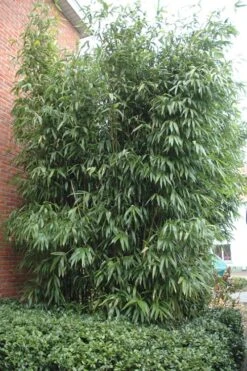 Temple Bamboo (Semiarundinaria Fastuosa) - 3 Gallon Pot (2-4') 14 Temple Bamboo (Semiarundinaria Fastuosa) - 3 Gallon Pot (2-4') -SHRUBS and BUSHES Shop Bamboo Temple 9