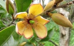 Banana Shrub - 5 Gallon Pot -SHRUBS and BUSHES Shop Banana Shrub Flower Closeup