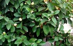 Banana Shrub - 5 Gallon Pot -SHRUBS and BUSHES Shop Banana Shrub Foliage