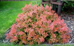 Admiration Barberry - 1 Gallon Pot -SHRUBS and BUSHES Shop Barberry Admiration 10
