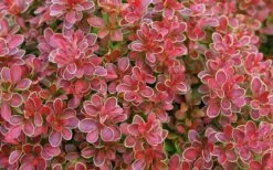 Admiration Barberry - 1 Gallon Pot -SHRUBS and BUSHES Shop Barberry Admiration 11