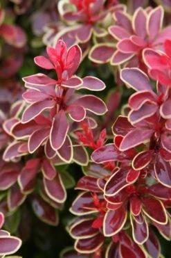 Admiration Barberry - 1 Gallon Pot -SHRUBS and BUSHES Shop Barberry Admiration 15