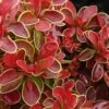 Admiration Barberry - 1 Gallon Pot 2 Admiration Barberry - 1 Gallon Pot -SHRUBS and BUSHES Shop Barberry Admiration 6