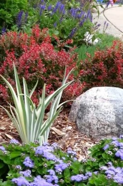 Admiration Barberry - 3 Gallon Pot -SHRUBS and BUSHES Shop Barberry Admiration 7 1