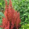 Orange Rocket Barberry - 2.5 Quart Pot -SHRUBS and BUSHES Shop Barberry Orange Rocket 500x750 1