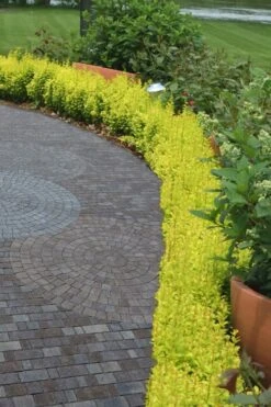 Sunjoy Gold Pillar Barberry - 1 Gallon Pot -SHRUBS and BUSHES Shop Barberry Sunjoy Gold Pillar 2