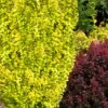 Sunjoy Gold Pillar Barberry - 1 Gallon Pot -SHRUBS and BUSHES Shop Barberry Sunjoy Gold Pillar 4
