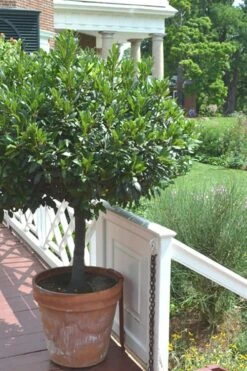 Bay Laurel (Sweet Bay) - Laurus Nobilis - 1 Gallon Pot 17 Bay Laurel (Sweet Bay) - Laurus Nobilis - 1 Gallon Pot -SHRUBS and BUSHES Shop Bay Laurel 10
