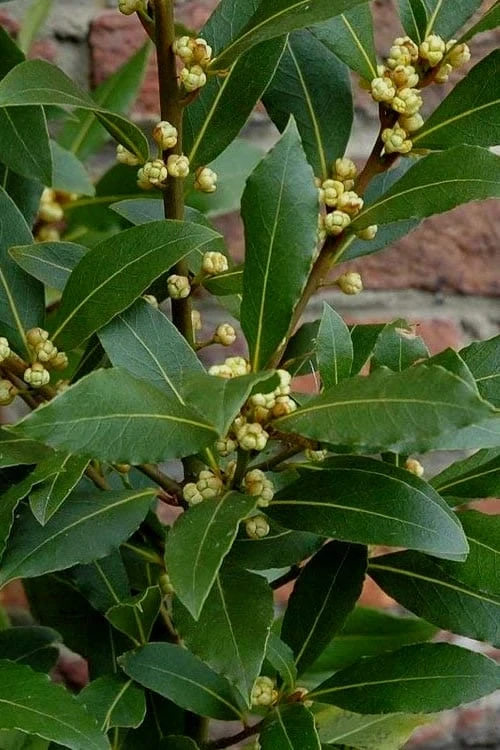 Bay Laurel (Sweet Bay) - Laurus Nobilis - 1 Gallon Pot 9 Bay Laurel (Sweet Bay) - Laurus Nobilis - 1 Gallon Pot - Image 7