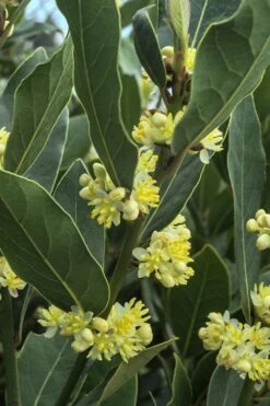 Bay Laurel (Sweet Bay) - Laurus Nobilis - 1 Gallon Pot 13 Bay Laurel (Sweet Bay) - Laurus Nobilis - 1 Gallon Pot -SHRUBS and BUSHES Shop Bay Laurel 3