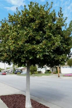 Bay Laurel (Sweet Bay) - Laurus Nobilis - 1 Gallon Pot 14 Bay Laurel (Sweet Bay) - Laurus Nobilis - 1 Gallon Pot -SHRUBS and BUSHES Shop Bay Laurel 5